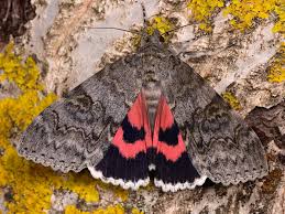 Attēlu rezultāti vaicājumam “Catocala nupta”