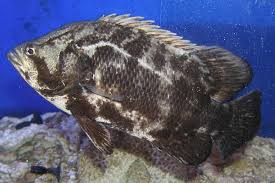 Image result for Lobotes surinamensis