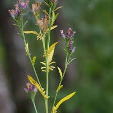 Attēlu rezultāti vaicājumam “Serratula tinctoria leaf”