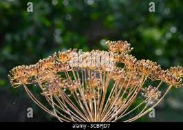 Attēlu rezultāti vaicājumam “Anethum graveolens flower”