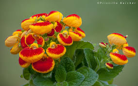 Image result for Calceolaria