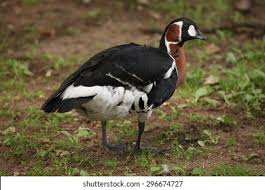 Image result for Branta ruficollis