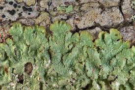 Attēlu rezultāti vaicājumam “Punctelia subrudecta”