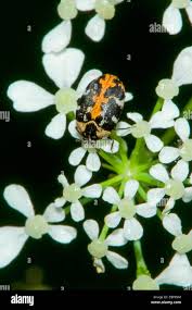 Attēlu rezultāti vaicājumam “Anthrenus scrophulariae”