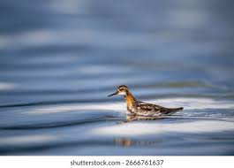 Attēlu rezultāti vaicājumam “Phalaropus lobatus”