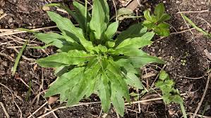 Attēlu rezultāti vaicājumam “Hesperis matronalis leaf”