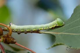 Attēlu rezultāti vaicājumam “Pheosia tremula”