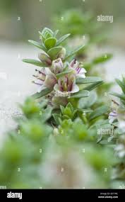 Attēlu rezultāti vaicājumam “Glaux maritima leaf”