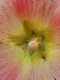 Image result for Alcea (althaea) rosea