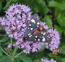 Attēlu rezultāti vaicājumam “Callimorpha dominula larva”