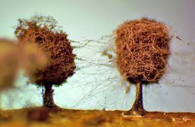 Attēlu rezultāti vaicājumam “Comatricha meandrispora”