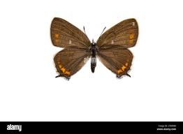 Attēlu rezultāti vaicājumam “Satyrium pruni”