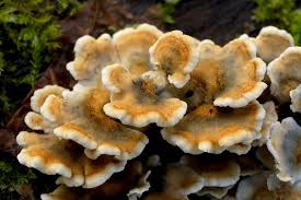 Attēlu rezultāti vaicājumam “Stereum hirsutum”