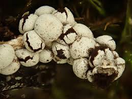 Attēlu rezultāti vaicājumam “Diderma montanum”