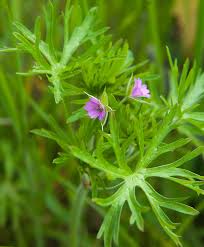 Attēlu rezultāti vaicājumam “Geranium dissectum leaf”