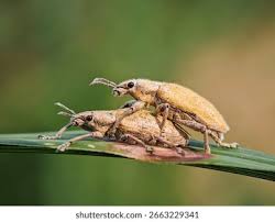 Attēlu rezultāti vaicājumam “Sitona sp.”