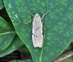 Attēlu rezultāti vaicājumam “Pelosia muscerda”