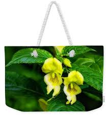 Attēlu rezultāti vaicājumam “Impatiens parviflora flower”