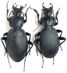 Attēlu rezultāti vaicājumam “Carabus coriaceus”
