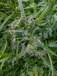 Attēlu rezultāti vaicājumam “Scirpus sylvaticus flower”