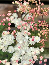 Attēlu rezultāti vaicājumam “Filipendula vulgaris”