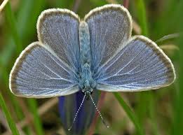 Attēlu rezultāti vaicājumam “Maculinea alcon female”