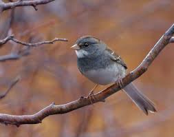 Image result for Zonotrichia albicollis