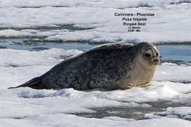 Image result for Pusa hispida