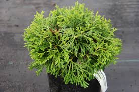 Attēlu rezultāti vaicājumam “Thuja occidentalis leaf”