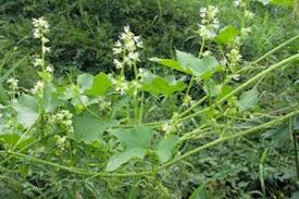 Attēlu rezultāti vaicājumam “Echinocystis lobata flower”