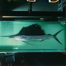 Image result for Istiophorus platypterus