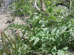 Attēlu rezultāti vaicājumam “Sisymbrium altissimum”