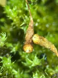 Attēlu rezultāti vaicājumam “Platydictya jungermannioides macro”