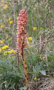 Attēlu rezultāti vaicājumam “Orobanche elatior flower”