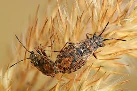 Attēlu rezultāti vaicājumam “Nithecus jacobaeae”