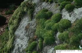 Attēlu rezultāti vaicājumam “Paraleucobryum longifolium”