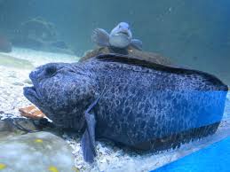 Image result for Anarhichas lupus