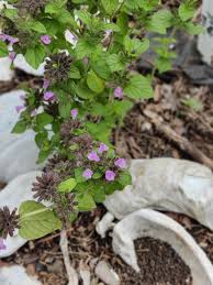 Attēlu rezultāti vaicājumam “Clinopodium vulgare”