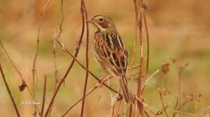 Image result for Emberiza fucata