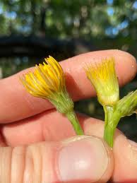 Attēlu rezultāti vaicājumam “Hypochaeris radicata fruit”