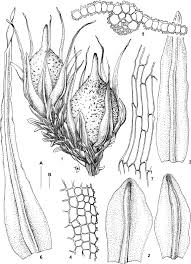 Attēlu rezultāti vaicājumam “Gyroweisia tenuis”