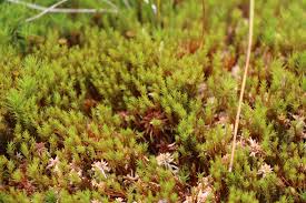 Attēlu rezultāti vaicājumam “Polytrichum strictum”