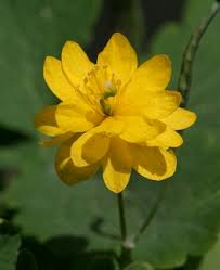 Attēlu rezultāti vaicājumam “Chelidonium majus flower”