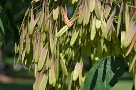 Attēlu rezultāti vaicājumam “Fraxinus pennsylvanica male flower”