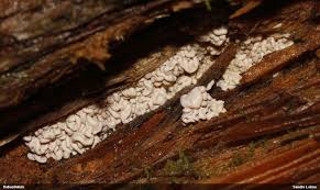 Attēlu rezultāti vaicājumam “Lycogala sphaeroconicum macro”