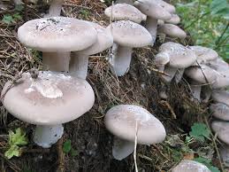 Attēlu rezultāti vaicājumam “Lepista sp.”