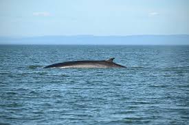 Image result for Balaenoptera omurai