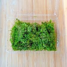 「水蘭」的圖片搜尋結果