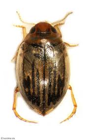 Attēlu rezultāti vaicājumam “Colymbetes striatus”