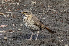 Image result for Turdus eunomus